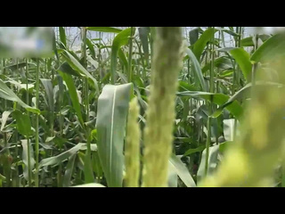 a security guard catches a thief in a corn field and gives her a fine on the spot sex, porn, fucked, anal, tits, ass, cumming, webcam